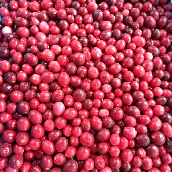 GreenLand frozen cranberry supply: whole cranberry bulk product view
