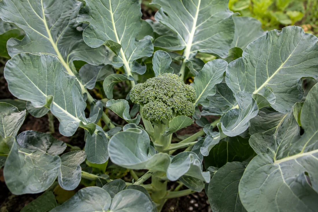 are-broccoli-leaves-edible-overview are-broccoli-leaves-edible-overview