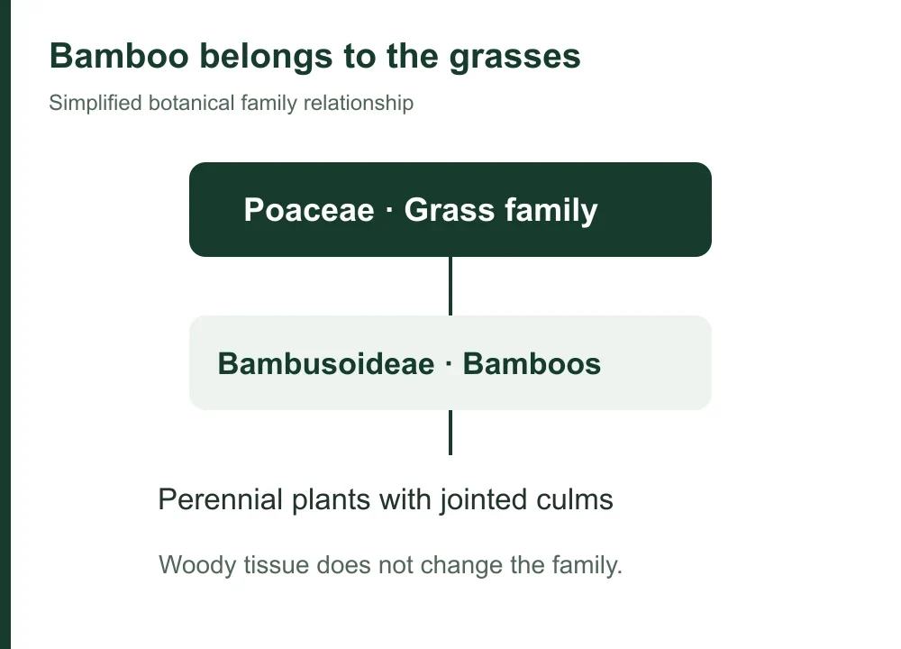 bamboo-belongs-to-the-grass-family bamboo-belongs-to-the-grass-family