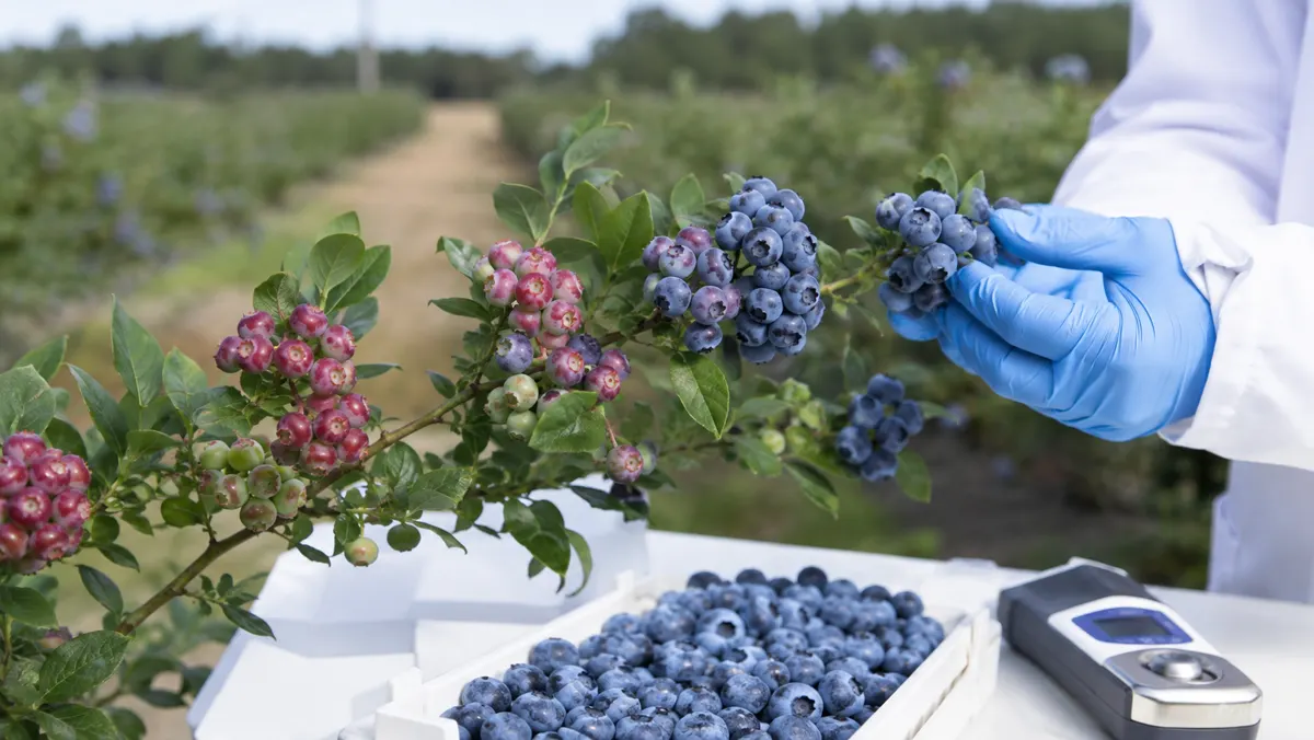 blueberry-harvest-maturity-check blueberry-harvest-maturity-check
