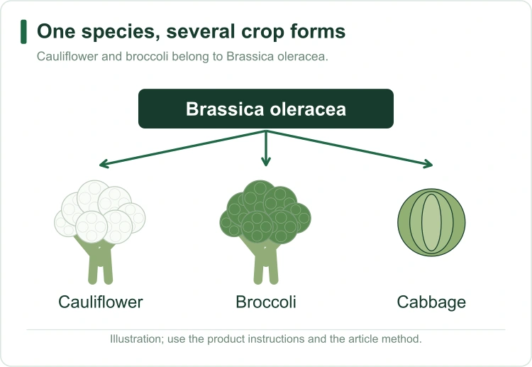 brassica-crop-relationships brassica-crop-relationships