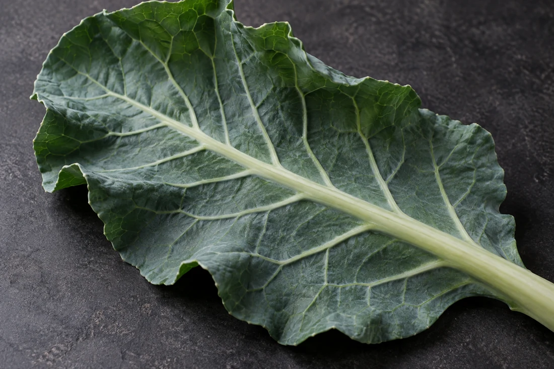 broccoli-leaf-blade-rib-macro broccoli-leaf-blade-rib-macro
