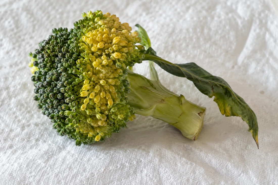 broccoli-wilting-yellow-bud-detail broccoli-wilting-yellow-bud-detail