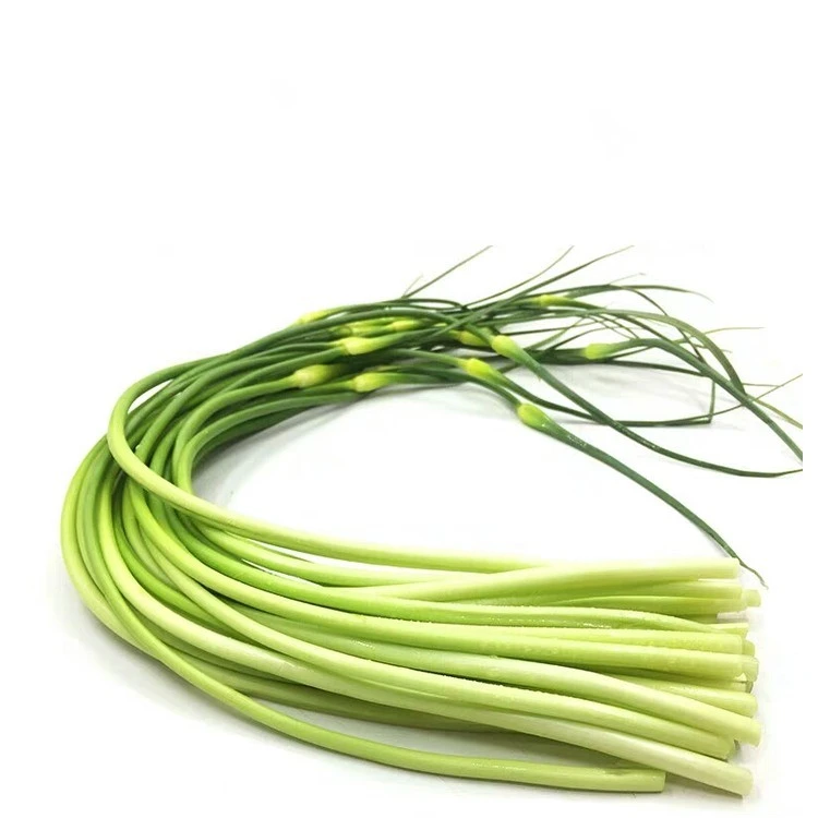 Fresh whole garlic scapes bundled before cutting