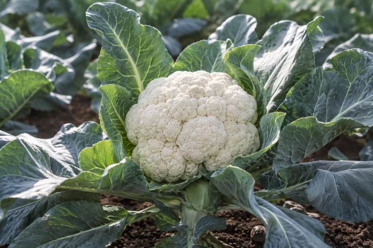 cauliflower-growing-curd cauliflower-growing-curd