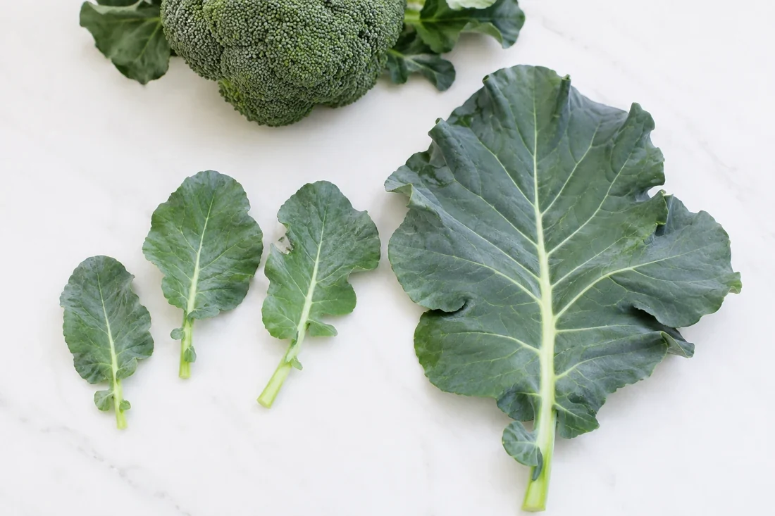 choose-tender-leaves-and-inspect-them-carefully choose-tender-leaves-and-inspect-them-carefully