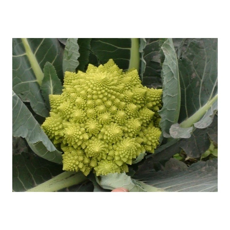 Fresh whole Romanesco head among outer leaves, raw-material reference