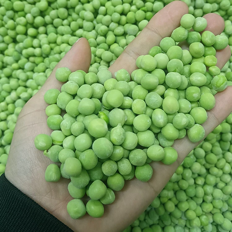 Frozen green pea sample review before application testing Hand holding whole IQF green peas for size, color, and defect review