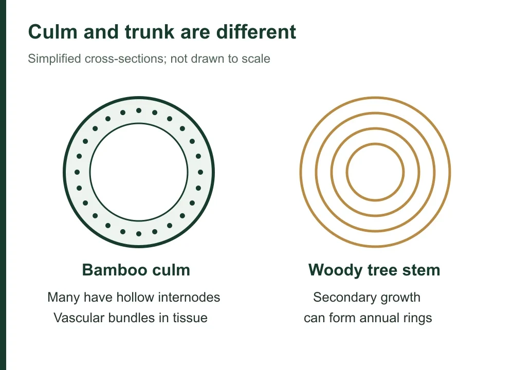 glb3-0908-06-02-bamboo-tree-structure glb3-0908-06-02-bamboo-tree-structure