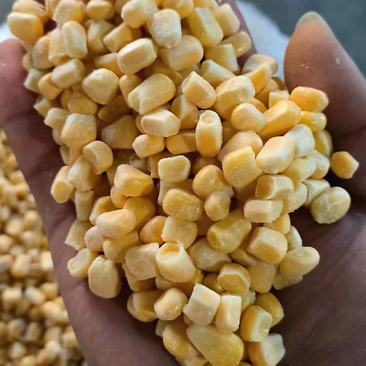 Hand holding a sample of real IQF sweet corn kernels Hand holding a sample of real IQF sweet corn kernels