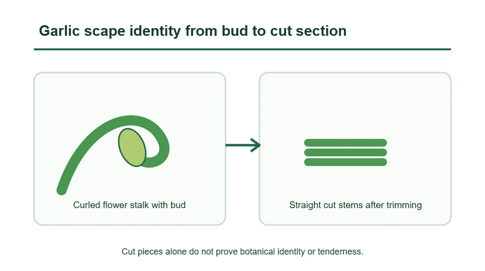 Garlic scape identity from bud to cut section Garlic scape identity from bud to cut section