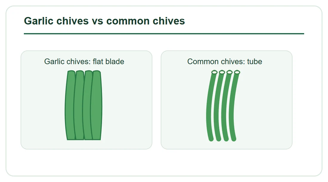 Garlic Chives vs Regular Chives: Flavor, Shape and Frozen Forms Garlic Chives vs Regular Chives: Flavor, Shape and Frozen Forms