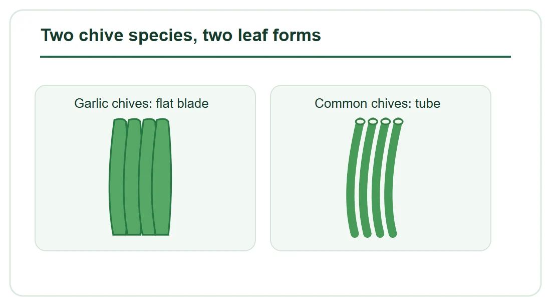 Two chive species, two leaf forms Two chive species, two leaf forms