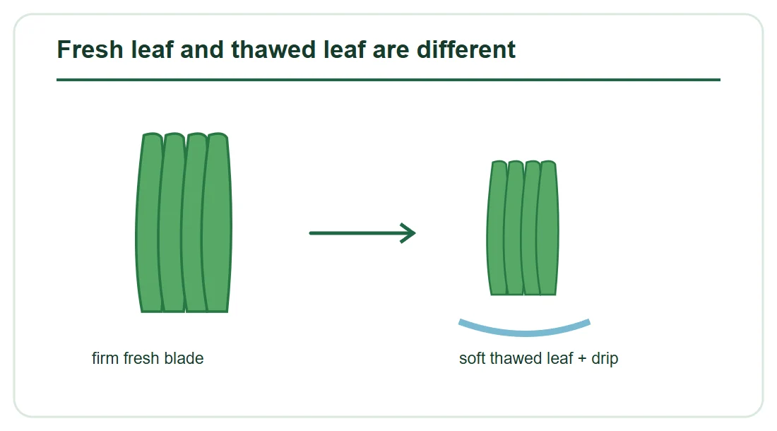Fresh leaf and thawed leaf are different Fresh leaf and thawed leaf are different