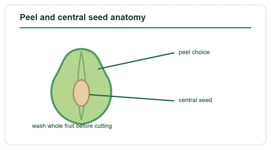 Peel and central seed anatomy Peel and central seed anatomy