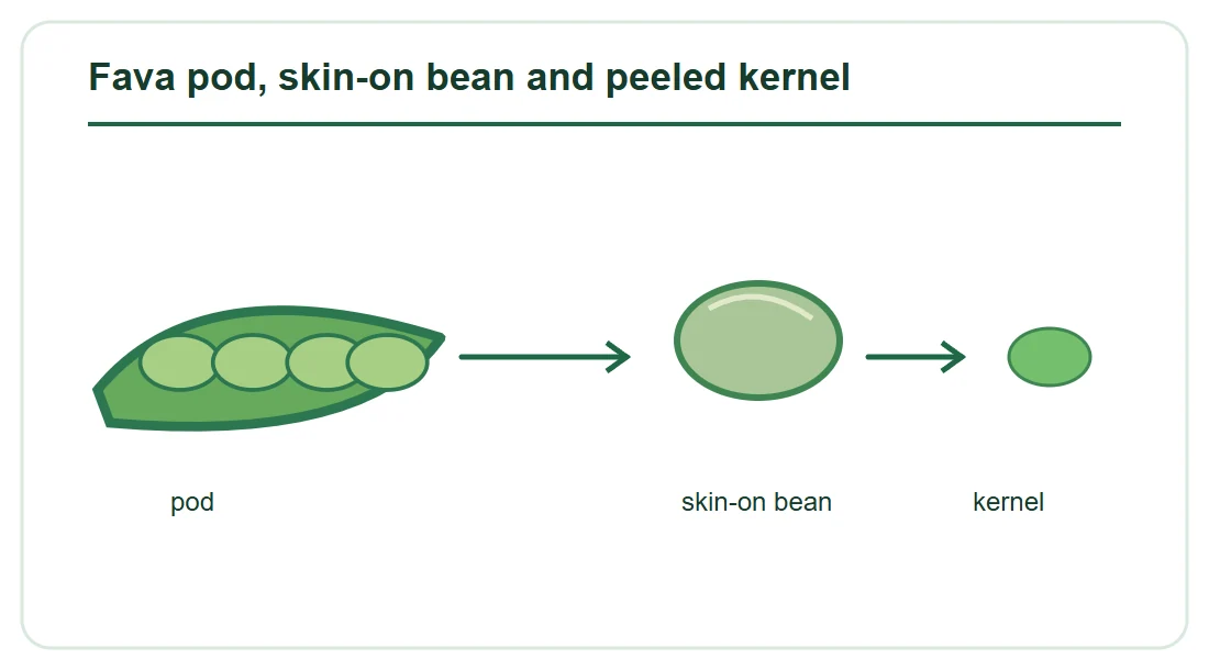 Fava pod, skin-on bean and peeled kernel Fava pod, skin-on bean and peeled kernel