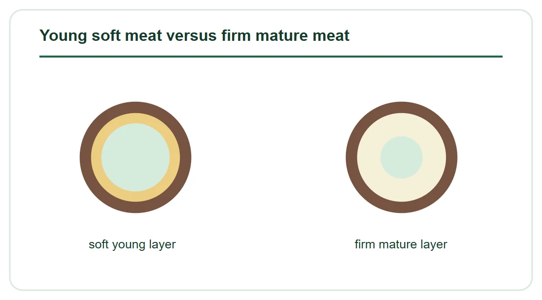 Young soft meat versus firm mature meat Young soft meat versus firm mature meat