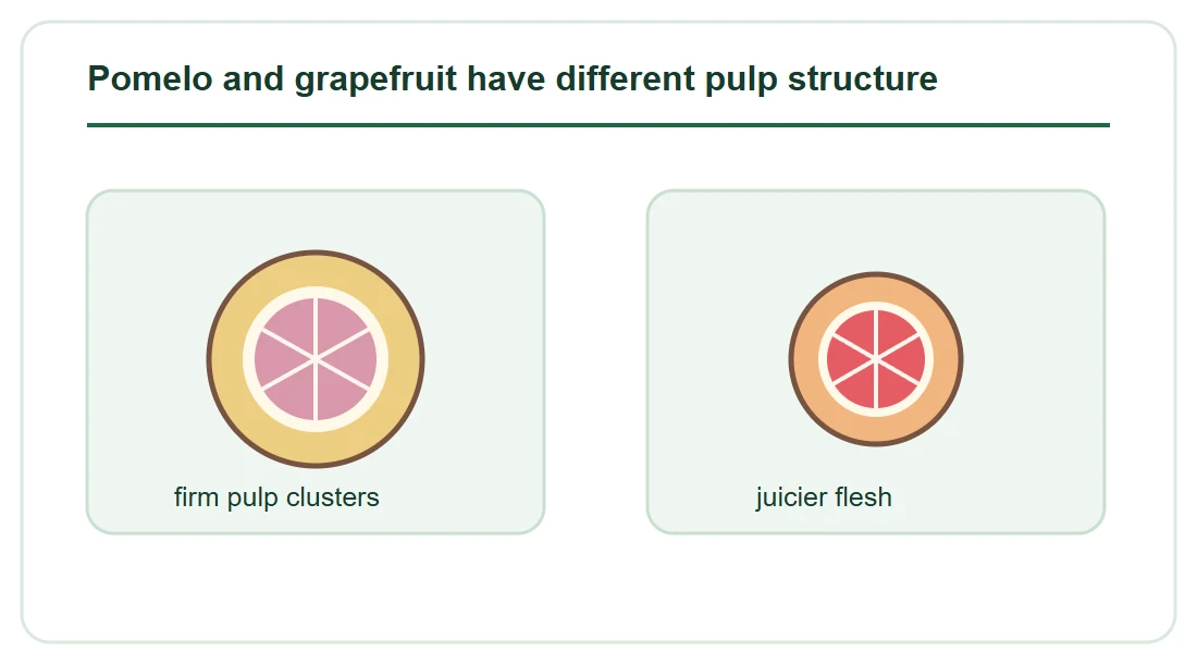 Pomelo and grapefruit have different pulp structure Pomelo and grapefruit have different pulp structure