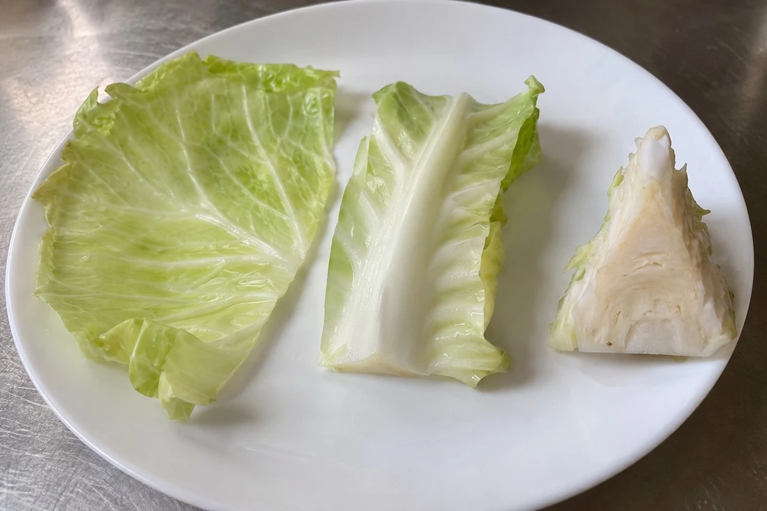 Cabbage leaf, rib and central stem core specimens Cabbage leaf, rib and central stem core specimens