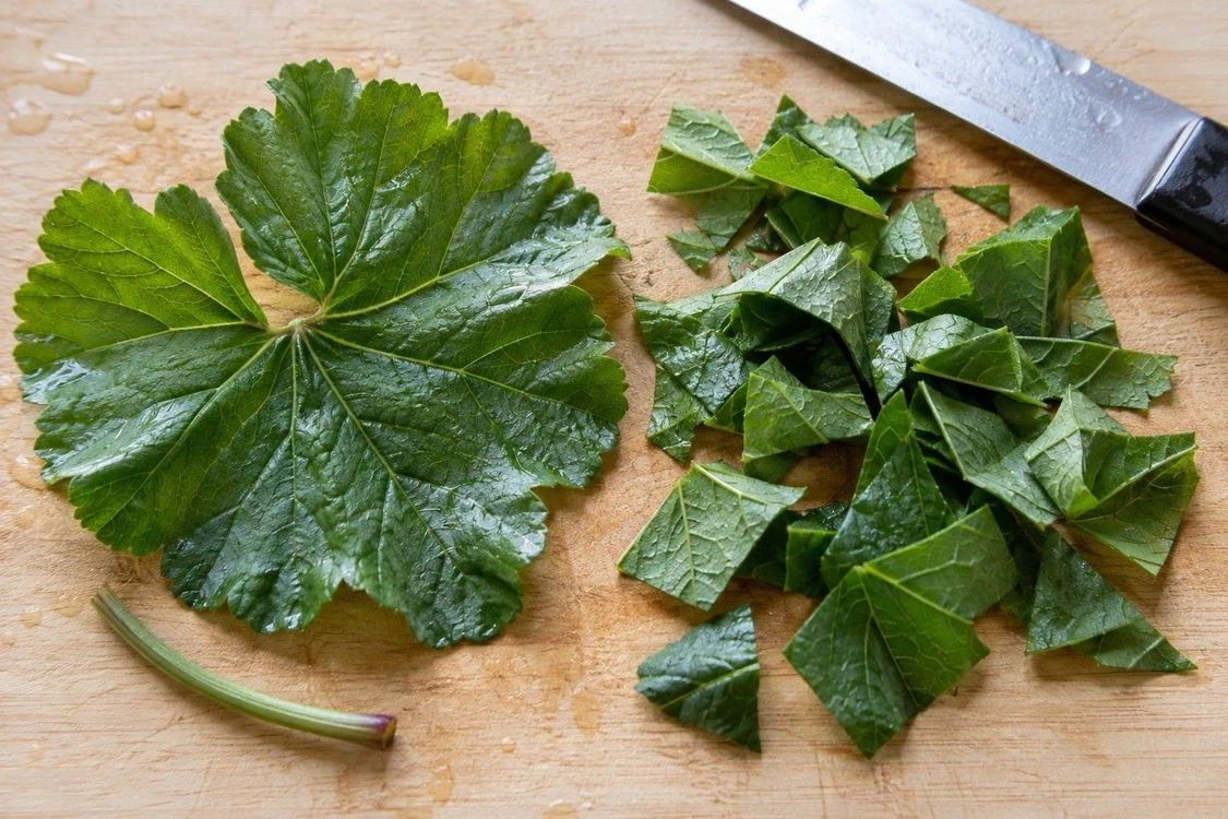Whole rounded mallow leaf beside coarse leaf pieces