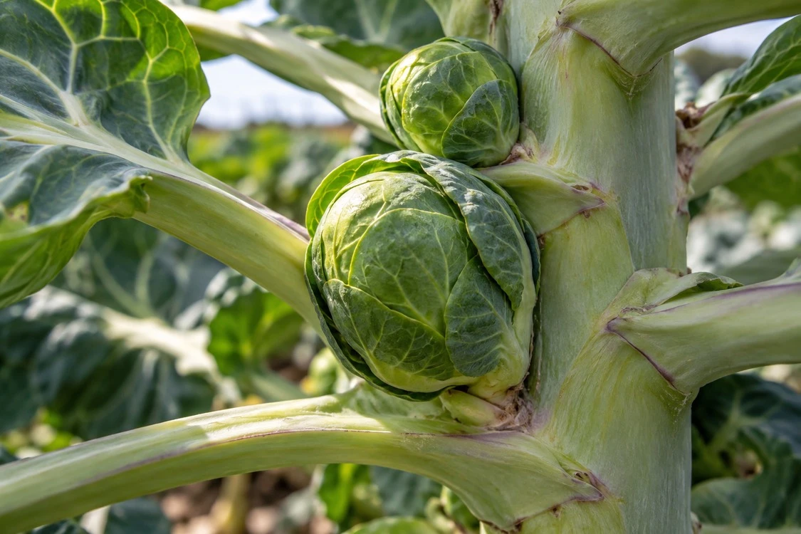 A Brussels sprout bud at a leaf junction A Brussels sprout bud at a leaf junction