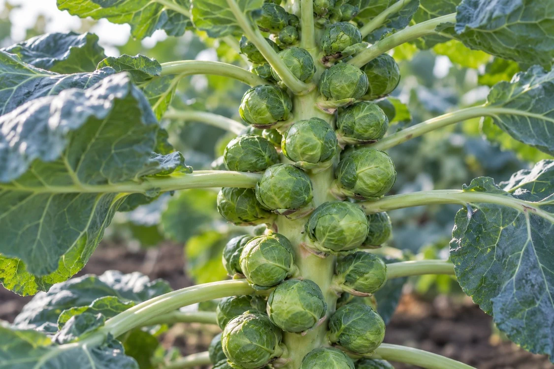 Brussels sprouts growing along a stalk Brussels sprouts growing along a stalk