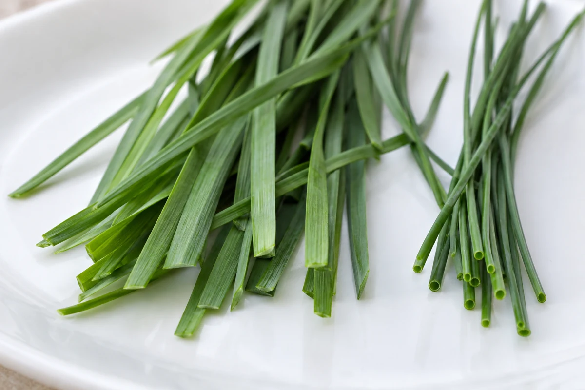 Garlic-chive and chive leaf structure Flat solid garlic-chive cut ends beside hollow chive tubes