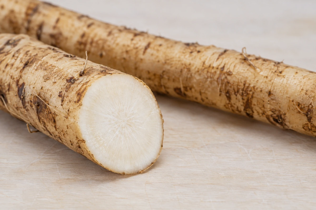 Pale cut face of burdock beneath a thin tan outer surface Pale cut face of burdock beneath a thin tan outer surface