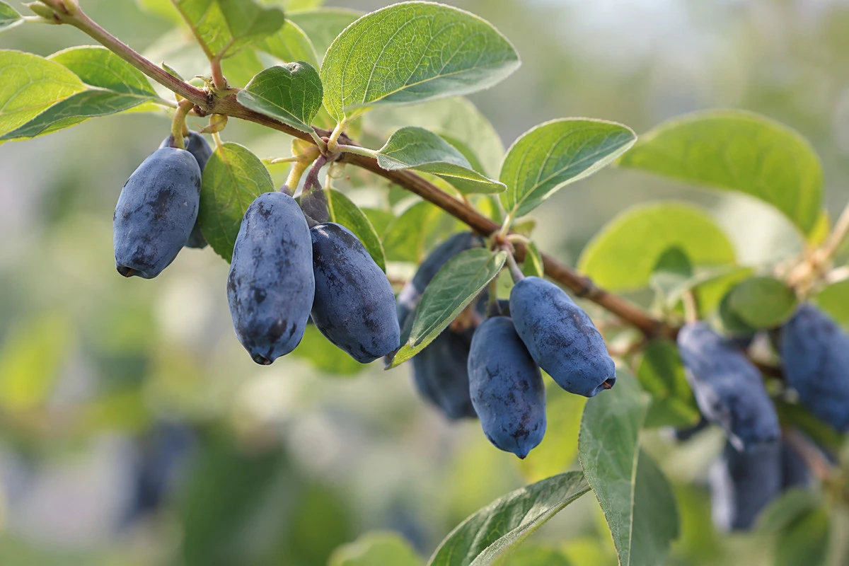 Cultivated plant context - Haskap berries A cultivated blue honeysuckle scene illustrates the plant context; source records establish an ingredient's identity