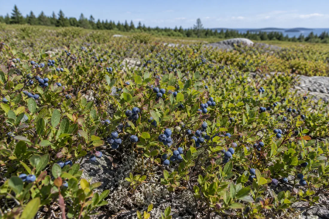 Do Wild Blueberries Need to Be Organic? What Buyers Should Check