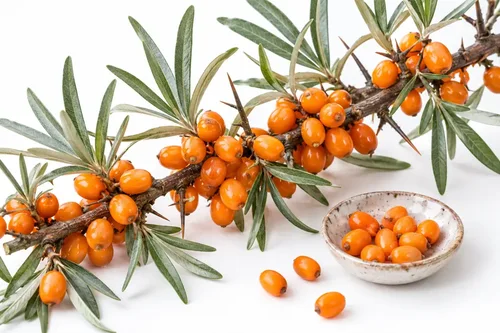 Are Sea Buckthorn Berries Edible?