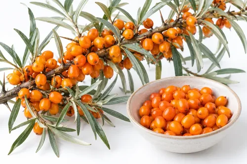 What Is a Seaberry? Sea Buckthorn Names and Product Forms