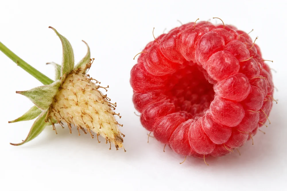 Fresh raspberry and its receptacle beside a hollow picked berry