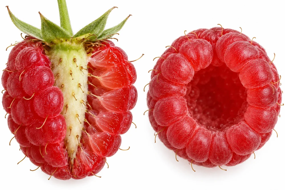 Berry-receptacle and drupelet interfaces Raspberry attached to receptacle beside hollow berry showing joined drupelets
