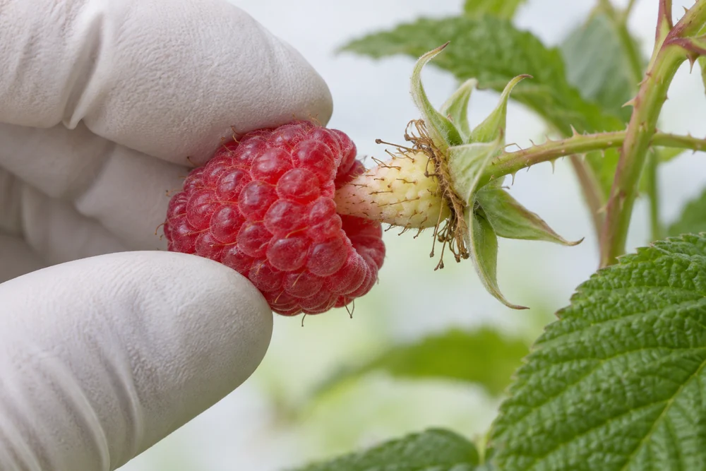 Fresh raspberry harvest release Hand gently separating a ripe raspberry from its receptacle on the plant