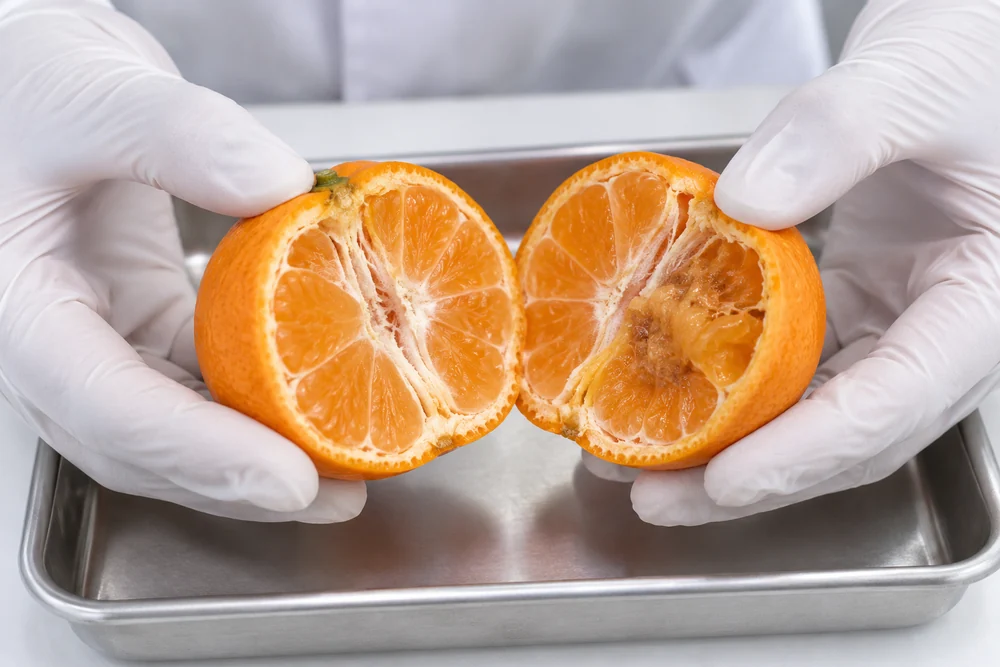 Cut-open fresh mandarin check Operator opening fresh mandarin to inspect segment and juice-sac condition