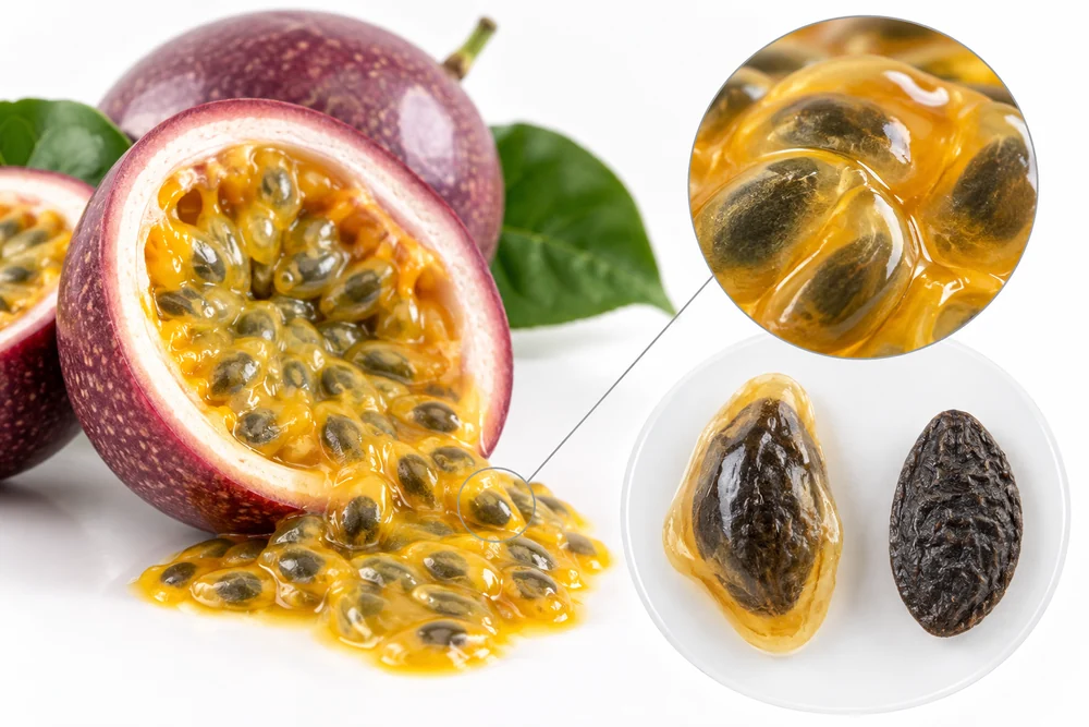Passion fruit seed with adherent pulp beside cleaner seed