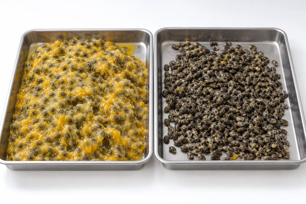 Different passion-fruit seed drying feeds Damp pulpy passion fruit seeds beside cleaner seed feed