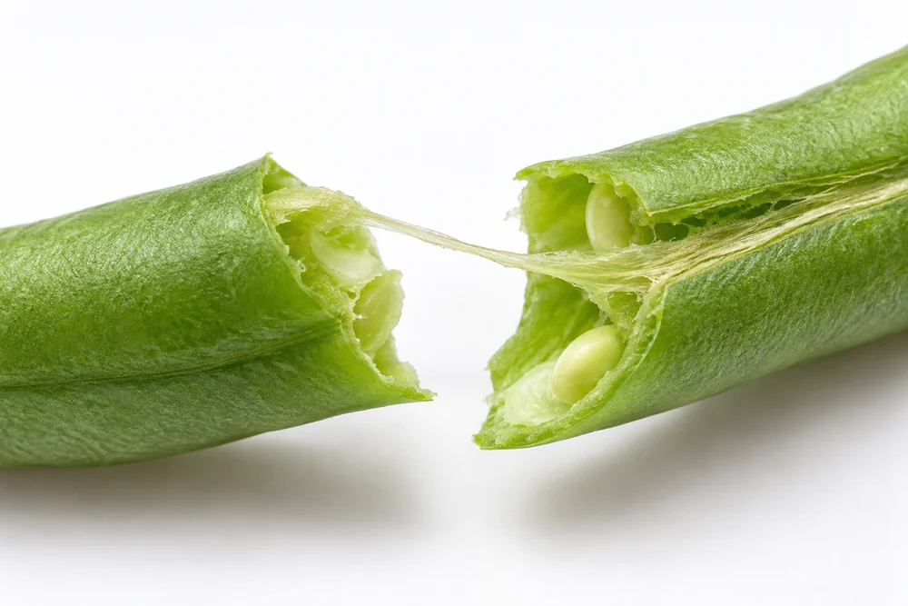 Snapped green bean flesh beside a persistent fibrous seam string