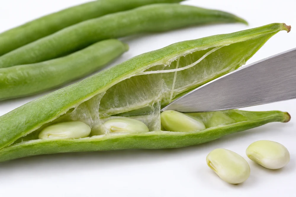 Conceptual green bean pod cutaway showing seam fibre, inner tissue and blade position