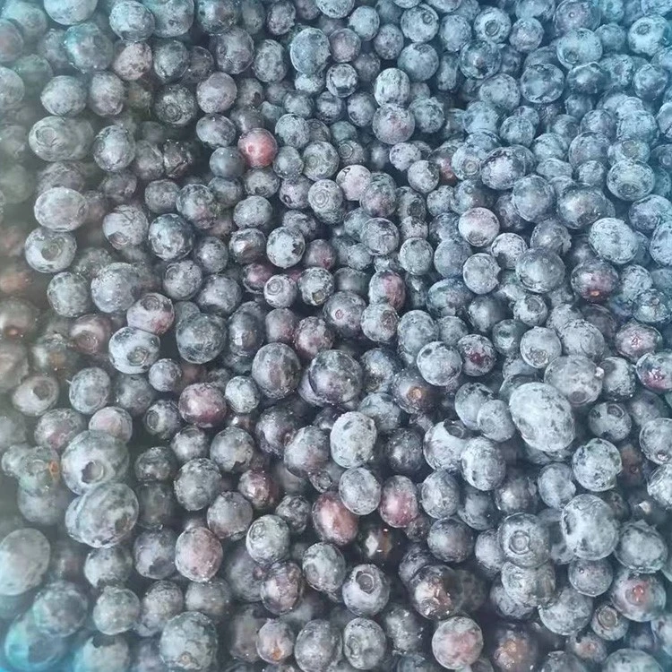 sorting fresh blueberries before freezing sorting fresh blueberries before freezing