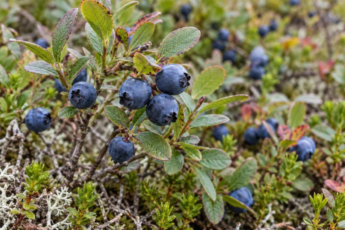 wild-blueberry-lowbush-branches wild-blueberry-lowbush-branches