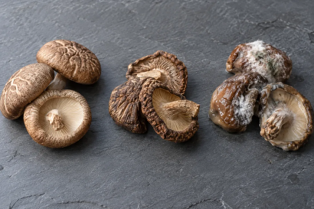 fresh, withered and visibly moldy shiitake