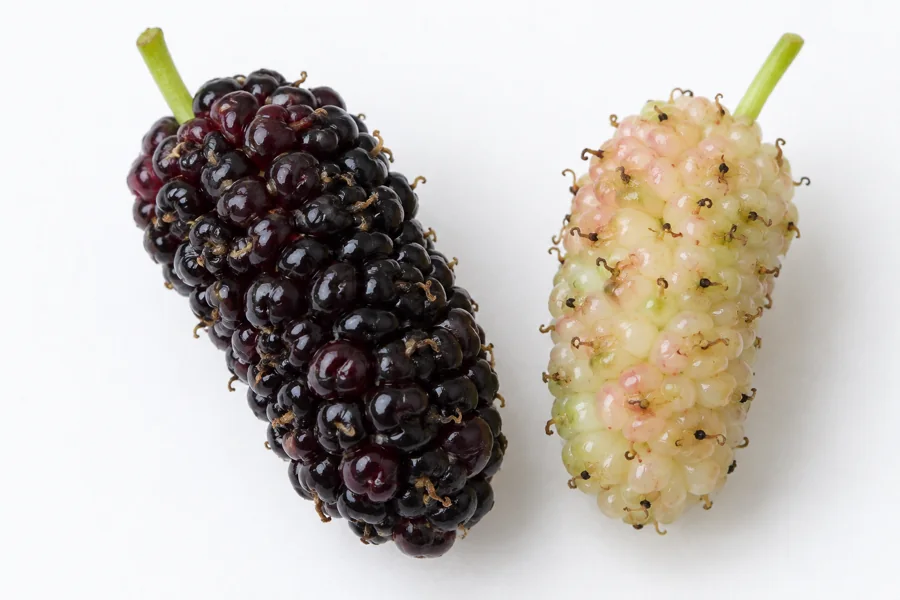 Close comparison of ripe dark and pale immature mulberries