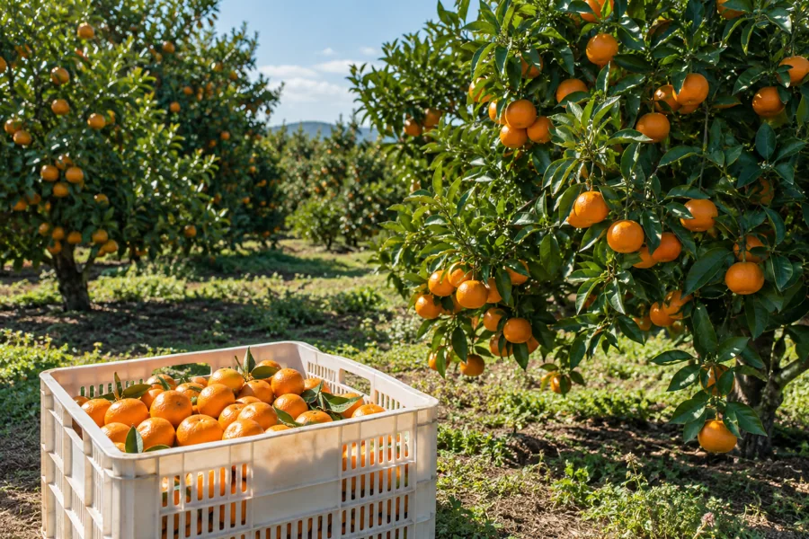 Mandarin orchard with ripe fruit and harvest crate