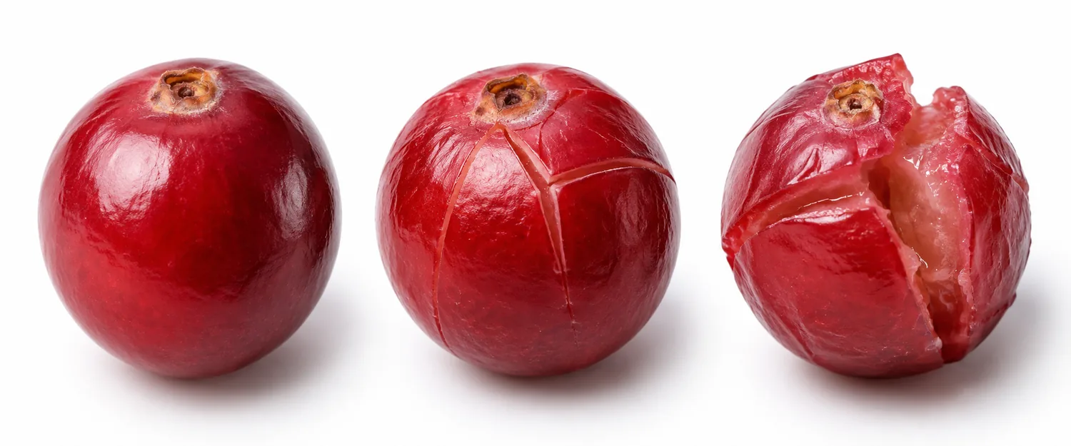 Illustrative comparison of intact, lightly checked and over-split cranberry surfaces.