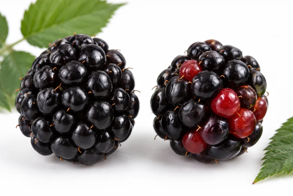 Dark blackberries with and without smooth red drupelets