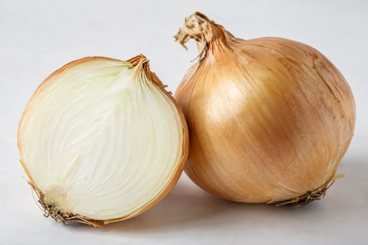 Large yellow onion cross section