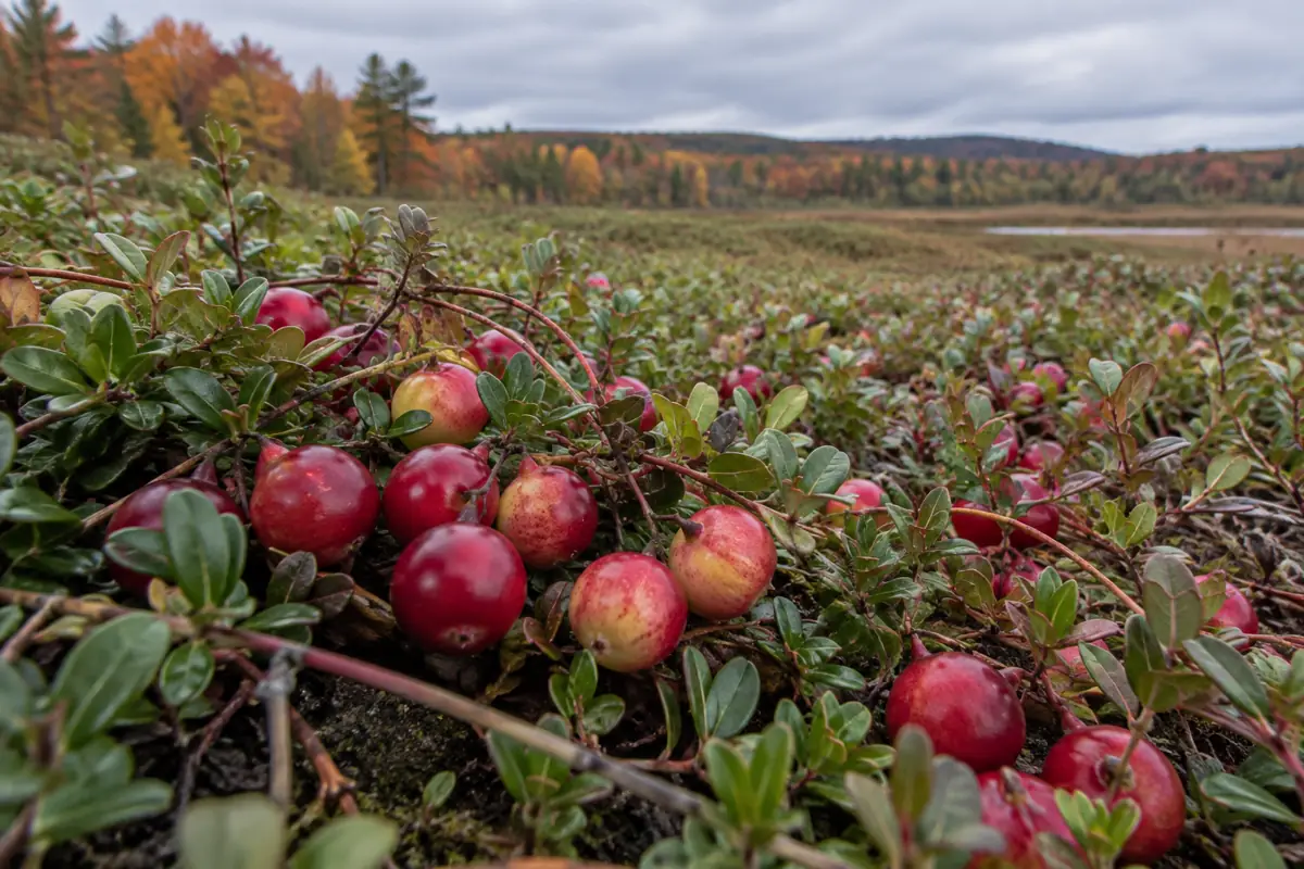 Ripe and yellow-red cranberries attached to low vines before harvest
