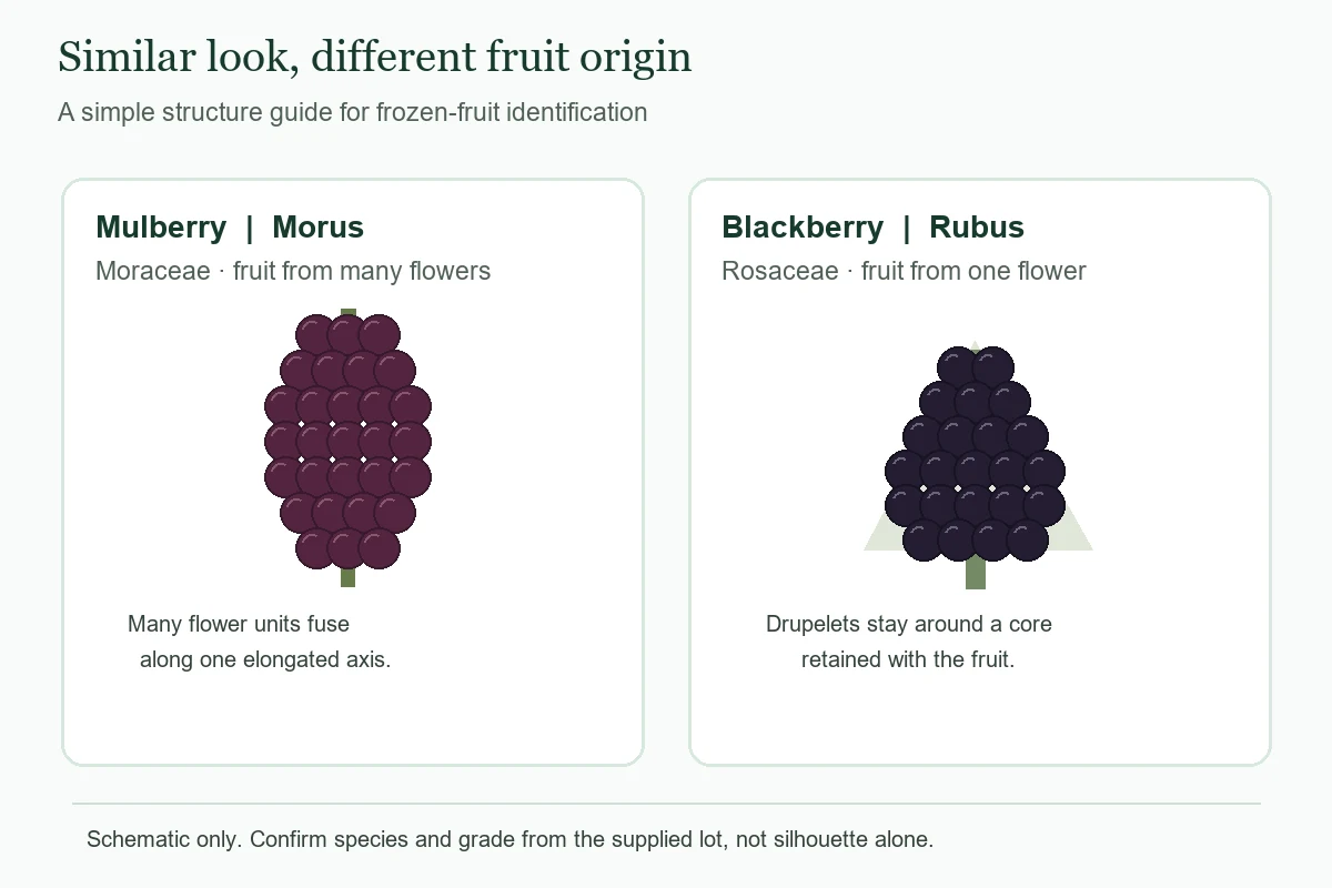 Diagram of Morus mulberry multiple fruit and Rubus blackberry aggregate fruit